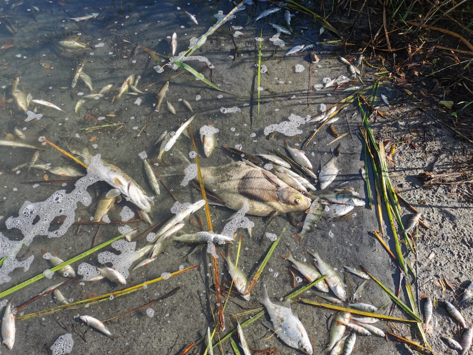 Sauerstoffmangel 2023